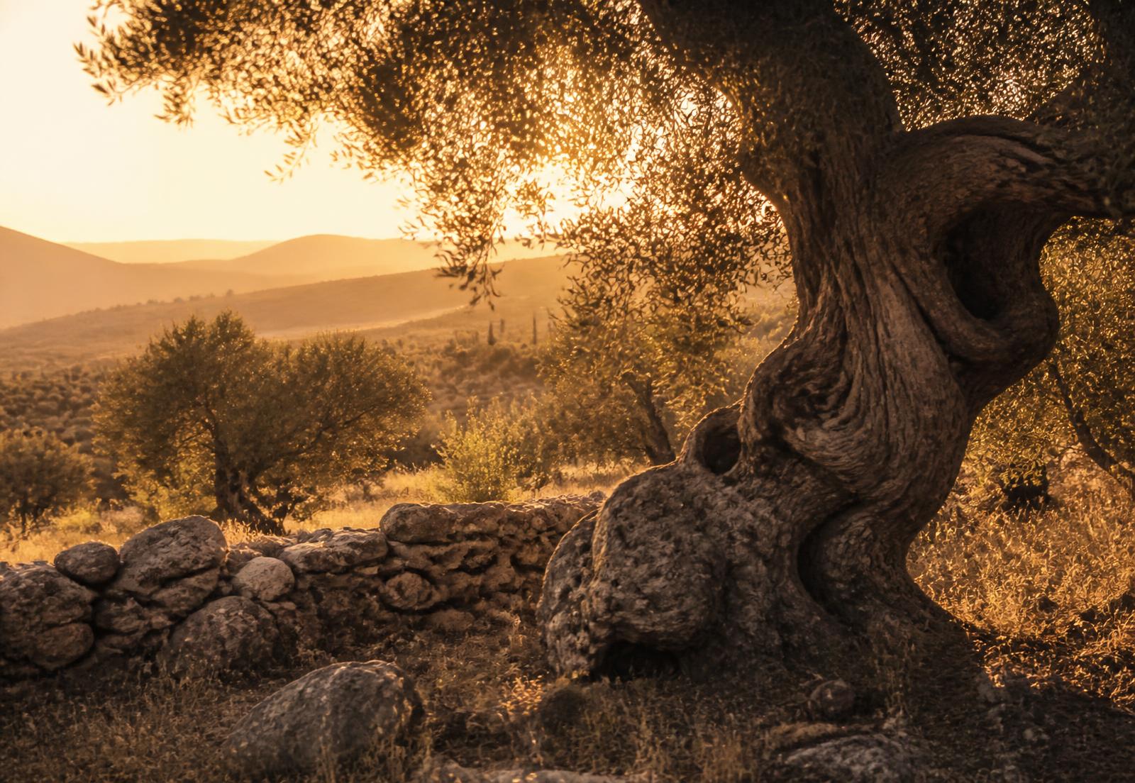 Ancient Greek olive grove at golden hour with dry stone walls